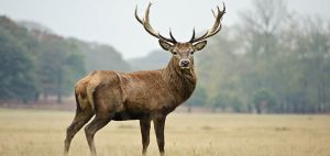 Read more about the article Deer
