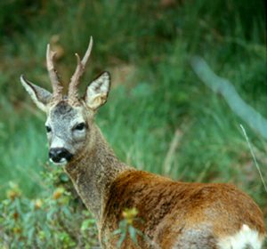 Read more about the article ROE DEER