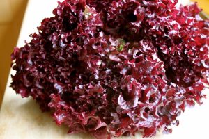 Read more about the article Purple lettuce
