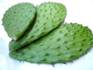 Read more about the article Prickly Pear