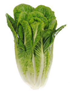 Read more about the article Romaine Lettuce