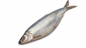 Read more about the article Herring