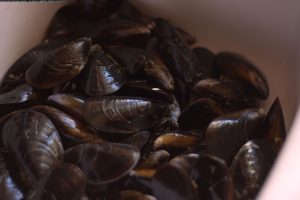 Read more about the article Mussels