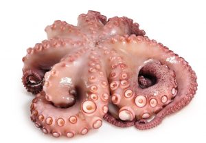 Read more about the article Octopus